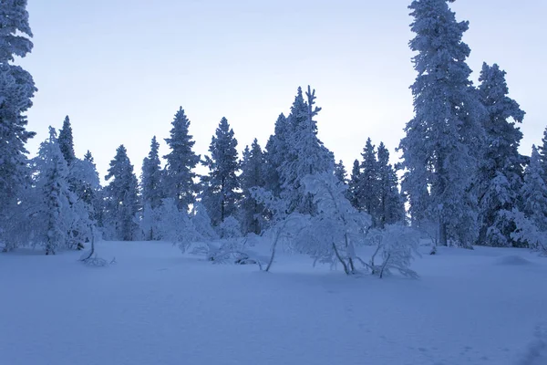 Het bevroren landschap van Lapland tijdens de winter — Stockfoto