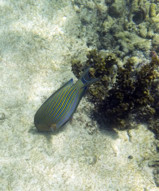 Yosun yiyen bir Acanthurus lineatus balığı