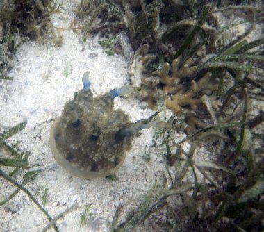 Denizde küçük bir denizsuyu