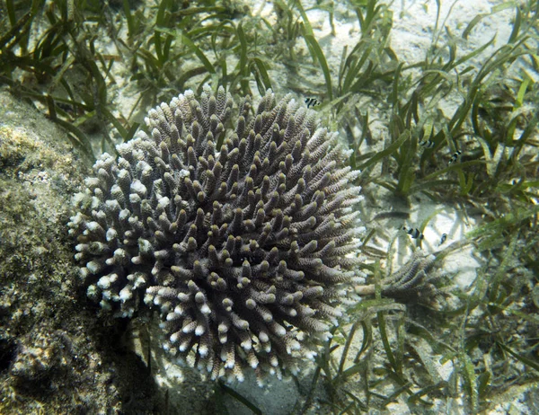 Krásná korálové útesy na Togiových ostrovech — Stock fotografie
