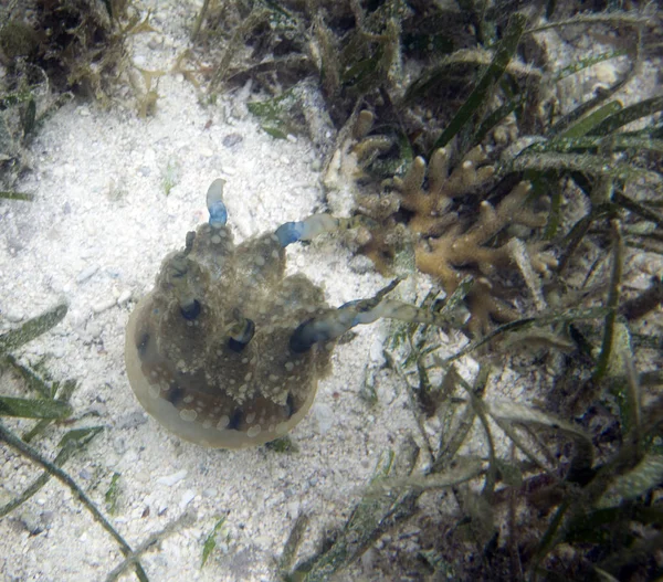 Denizde küçük bir denizsuyu