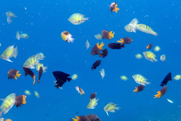 Molti pesci tropicali colorati — Foto Stock
