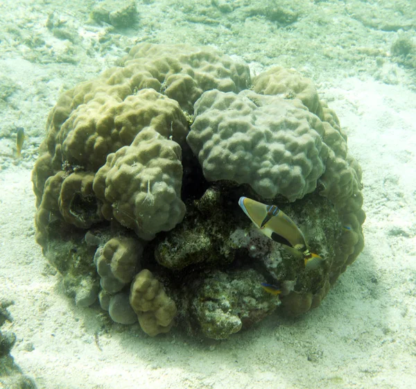 Peces y corales bajo el mar en Indonesia —  Fotos de Stock
