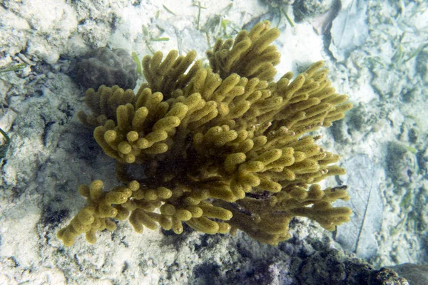 Corallo gorgoniano giallo nelle isole Togian, Sulawesi — Foto Stock