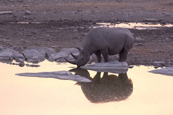 Breitmaulnashorn im Naturpark Namibia — Stockfoto