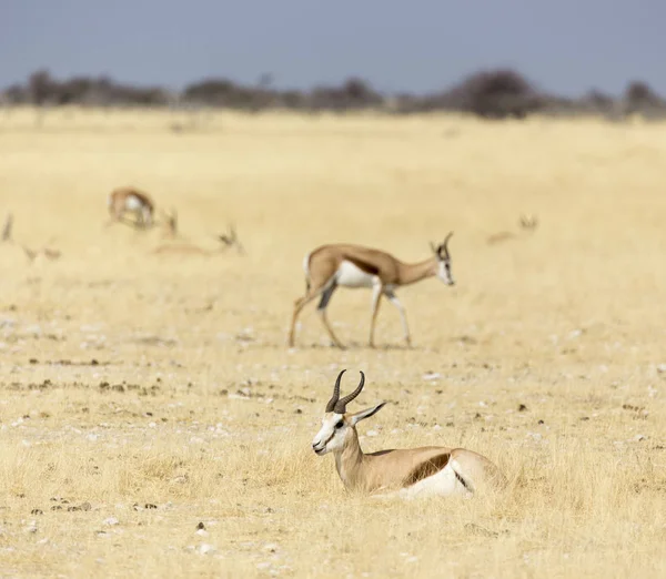 Springboks w sawanny Namibii — Zdjęcie stockowe