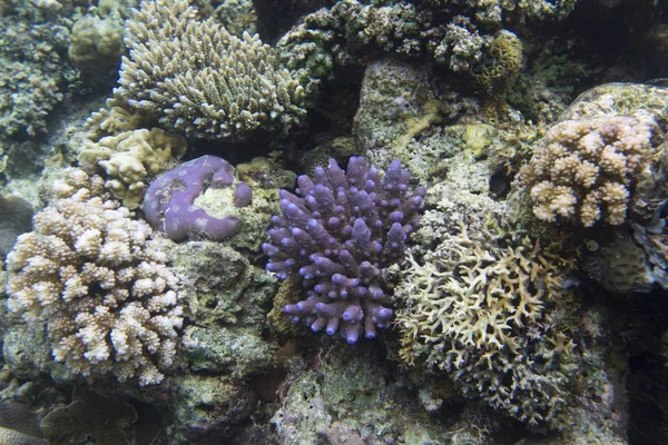 Récif corallien dans les îles togiennes — Photo
