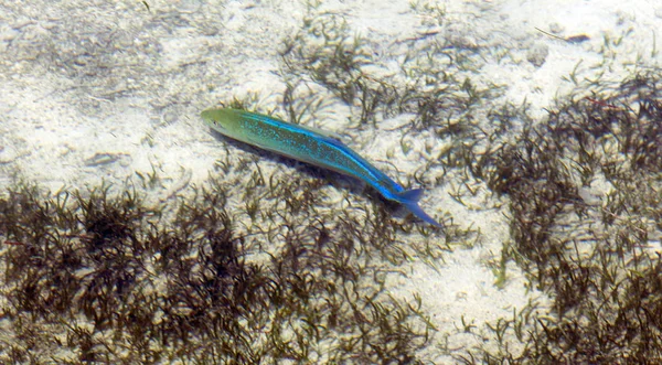 Ikan yang indah di terumbu karang — Stok Foto