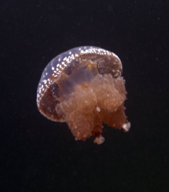 Bir denizanası yakın resim