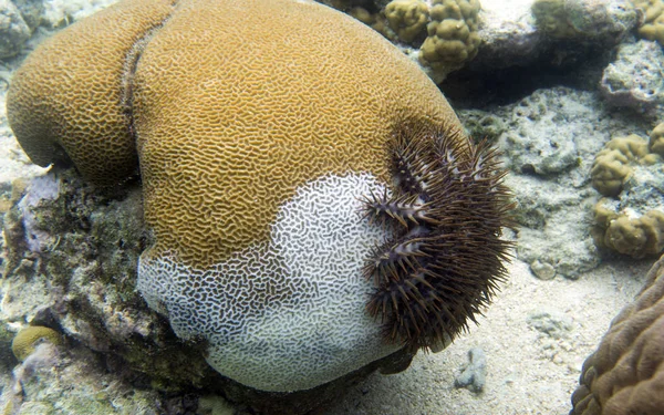 Crown of thorn starfish — Stock Photo, Image