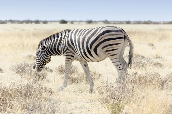 Uma zebra no parque nacional de etosha — Fotografia de Stock