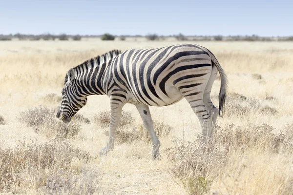 Una cebra en el parque nacional de Etosha — Foto de Stock