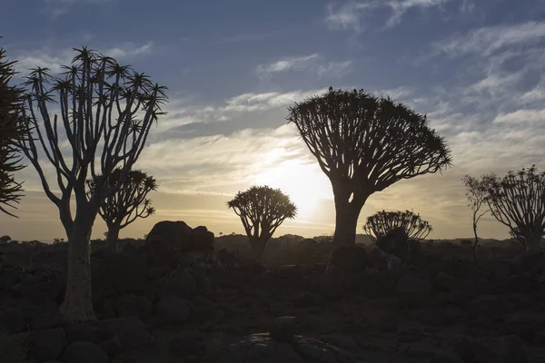 Bosque Quivertree en Namibia — Foto de Stock
