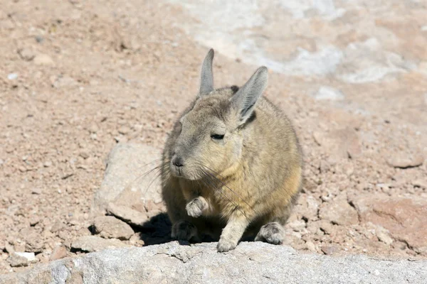 ボリバの緑のウサギの写真 — ストック写真
