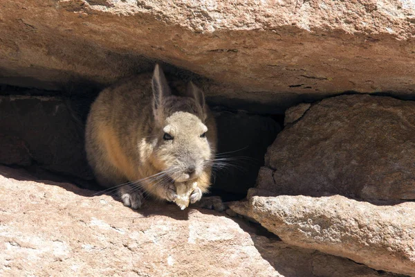 Зеленый кролик в Боливе в зоне залпа — стоковое фото