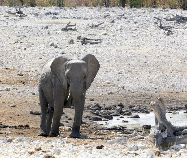Un elefante africano gigante — Foto de Stock