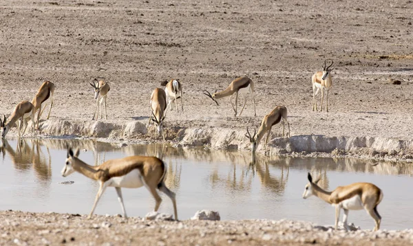 Животные, прибывающие в водную яму в пустыне — стоковое фото