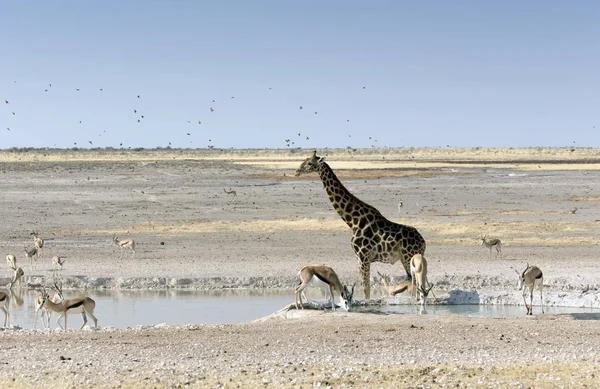 Une girafe solitaire — Photo