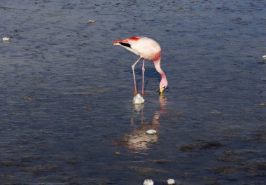 Yüksek bir dağ lagunasında yemek yiyen pembe bir flamingo.
