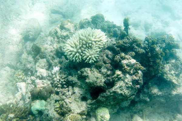 Bílé a ohrožené korály — Stock fotografie