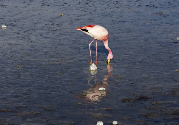 Egy rózsaszín flamingó eszik egy magas hegyi lagunában. — Stock Fotó