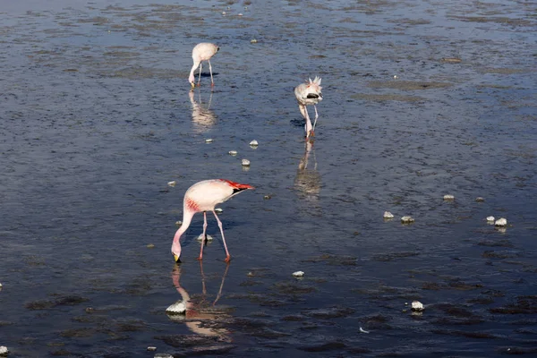 Three pink flamingoes — ストック写真