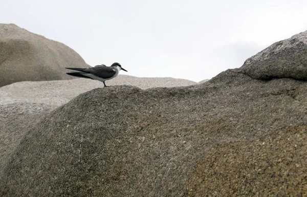 Mooie vogel op een rots — Stockfoto