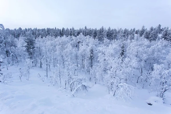 Het bevroren landschap van Lapland tijdens de winter — Stockfoto