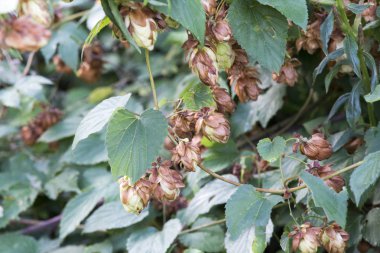 Vahşi koniler çalılıklarda zıplıyor