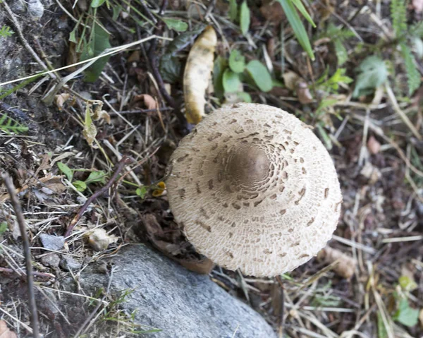 Imagem de cogumelo tirada em Valtellina — Fotografia de Stock