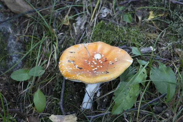 Bild på svamp tagen i Valtellina — Stockfoto
