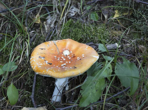 발 텔리나 에서찍은 버섯 사진 — 스톡 사진
