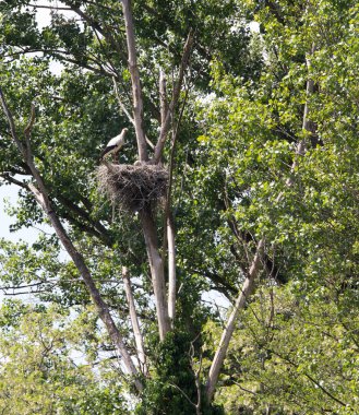 Milano 'nun güneyinde, Leylekler resmi, İtalya