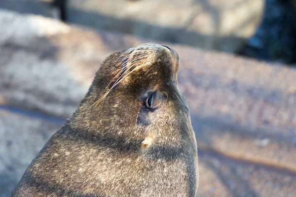 Otaria Flavescens Megtekintése Chilében — Stock Fotó