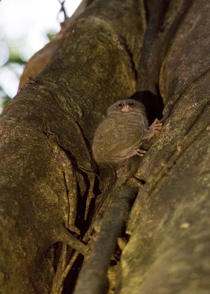 インドネシアのタンココ公園のタルシウス — ストック写真