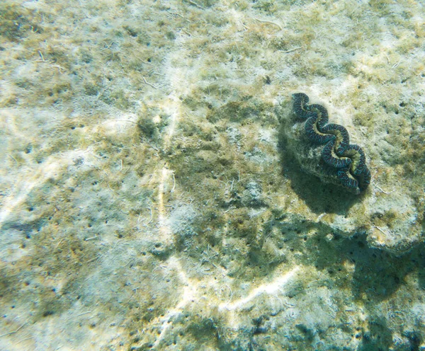 Vista Amêijoa Tridacna Nova Caledônia — Fotografia de Stock