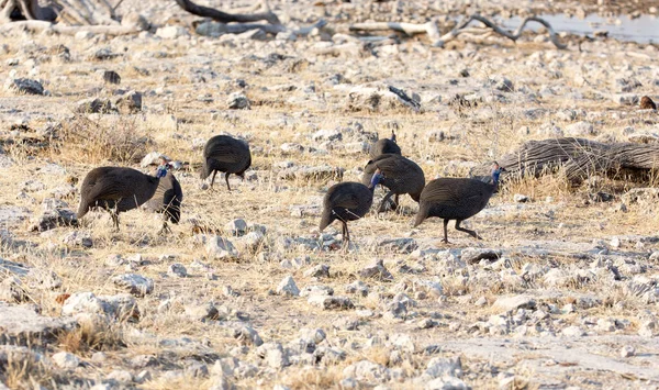 Groupe Oiseaux Pintade Namibie — Photo