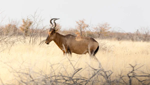 Zdjęcie Dziczy Hartebeestów Namibii — Zdjęcie stockowe