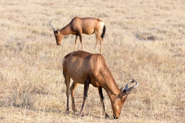 照片摄于纳米比亚的野生羚羊中 — 图库照片