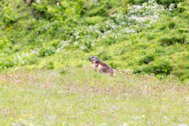 Bir dağ sıçanı, marmota marmota, İtalya 'nın kuzeyinde.