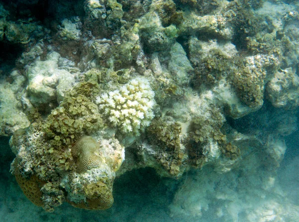 Tropik Bir Deniz Fotoğrafındaki Mercan Sahnesi — Stok fotoğraf