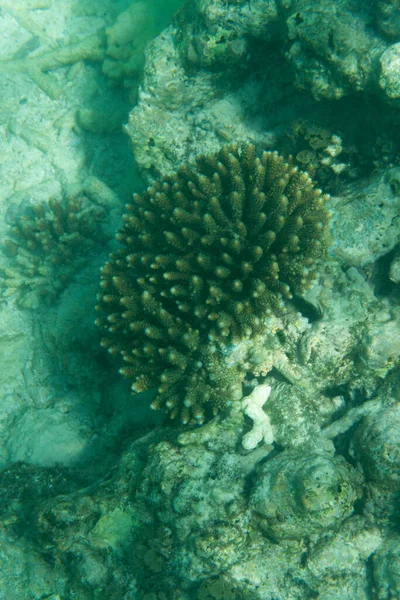 Coral Scene Tropical Sea Photo — Stock Photo, Image