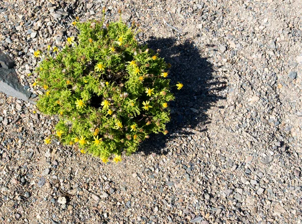 Spontánní Rostlina Pan Azucar Poušti Chile — Stock fotografie