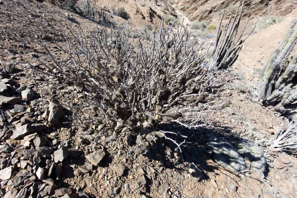 Αυθόρμητο Φυτό Στην Έρημο Pan Azucar Χιλή — Φωτογραφία Αρχείου