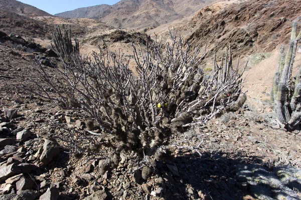 Spontánní Rostlina Pan Azucar Poušti Chile — Stock fotografie