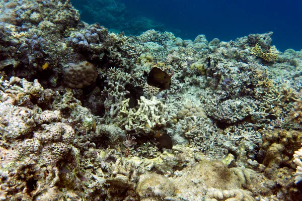 Eine Korallenszene Einem Foto Aus Dem Tropischen Meer — Stockfoto