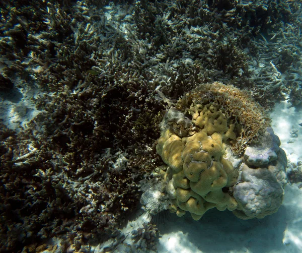 Korálová Scéna Tropické Mořské Fotografii — Stock fotografie