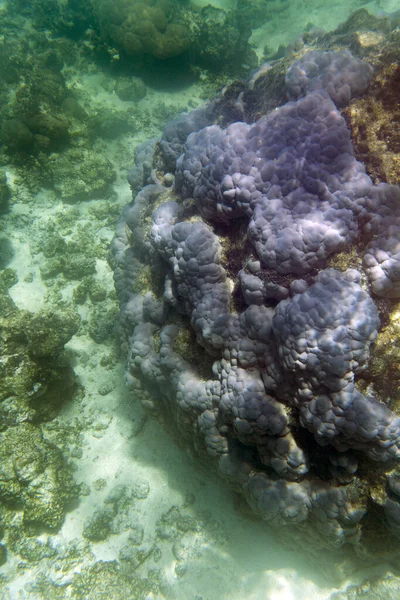 Egy Korall Jelenet Egy Trópusi Tengeri Fényképen — Stock Fotó