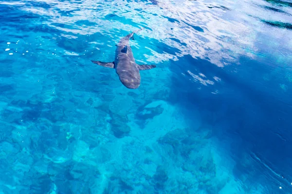 Requin Près Notre Bateau Dans Mer Nouvelle Calédonie — Photo