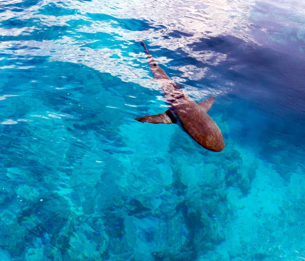 Акула Рядом Нашей Лодкой Море Новой Каледонии — стоковое фото